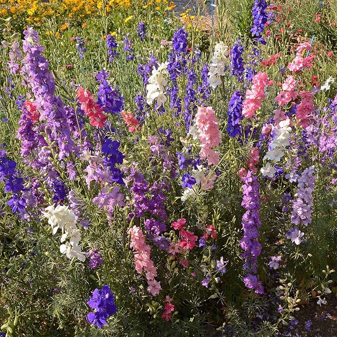Ferry-Morse Cottage Garden Mix Bulk Flower Seeds, 1lb