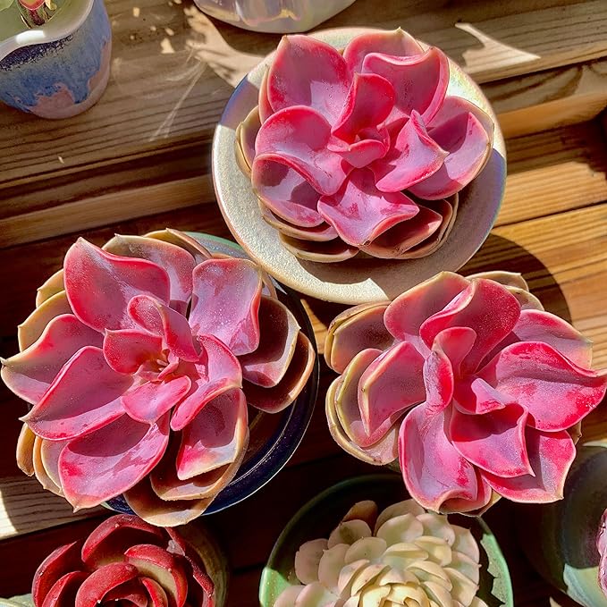 Echeveria Rainbow Variegated Rare Live Succulent Plants, Pink 1 Head 3.5" Live Plant, Package Without Pot & Soil, Garden Indoor Office Desk, Wedding Party Baby Shower Decoration, Friend Lovers Gifts