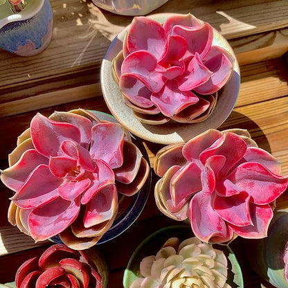 Echeveria Rainbow Variegated Rare Live Succulent Plants, Pink 1 Head 3.5" Live Plant, Package Without Pot & Soil, Garden Indoor Office Desk, Wedding Party Baby Shower Decoration, Friend Lovers Gifts