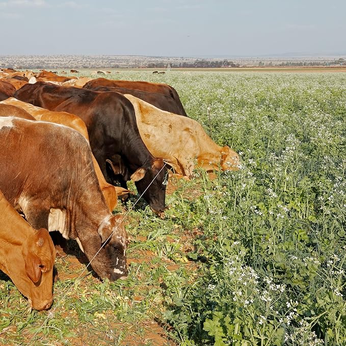 No-Till Forage Friendly Cover Crop Seed Mix – 5 lb, Covers 1,000 Sq. Ft. – 9 Winter-Kill Varieties for Spring, Summer & Fall – Non-GMO Planting Seeds