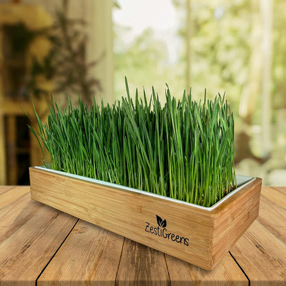 Organic Wheatgrass Self Watering Kit Refill Mats & Seeds for 5 Crops. (Refill Kits)