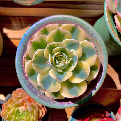Echeveria Secunda VAR. Glauca Variegated Rare Live Succulent Plants, Green 1 Head 3.5" Live Plant, Package Without Pot & Soil, Garden Indoor Office Desk, Wedding Party Decoration, Friend Lovers Gifts