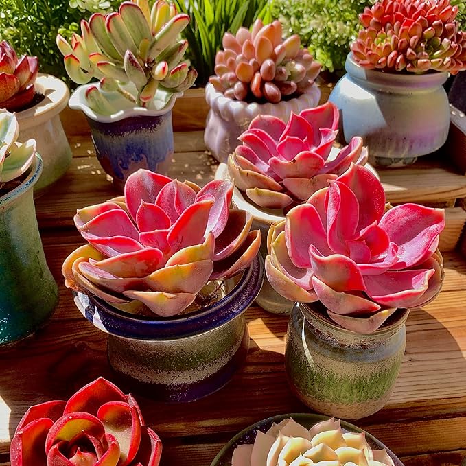 Echeveria Rainbow Variegated Rare Live Succulent Plants, Pink 1 Head 3.5" Live Plant, Package Without Pot & Soil, Garden Indoor Office Desk, Wedding Party Baby Shower Decoration, Friend Lovers Gifts