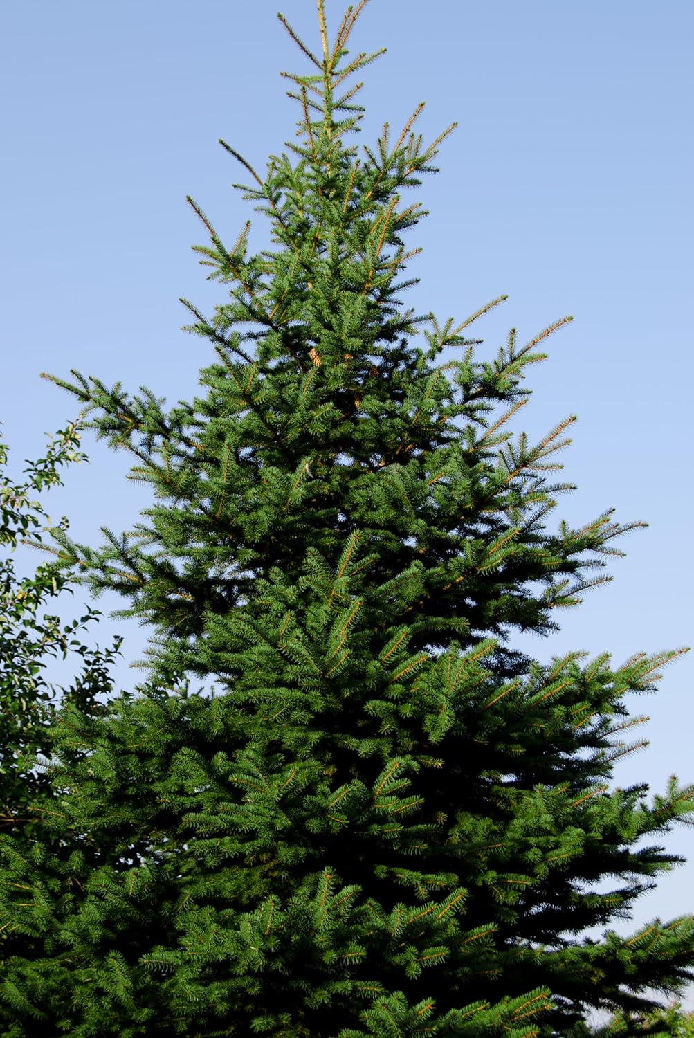 Norway Spruce Tree Seedlings | 6"-12" | Arbor Day Foundation (3-Pack)