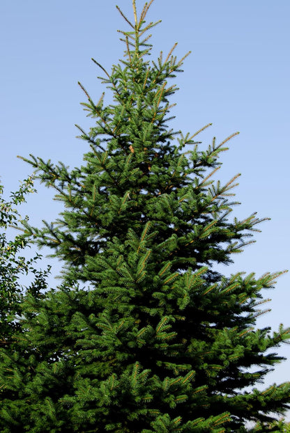 Norway Spruce Tree Seedlings | 6"-12" | Arbor Day Foundation (3-Pack)