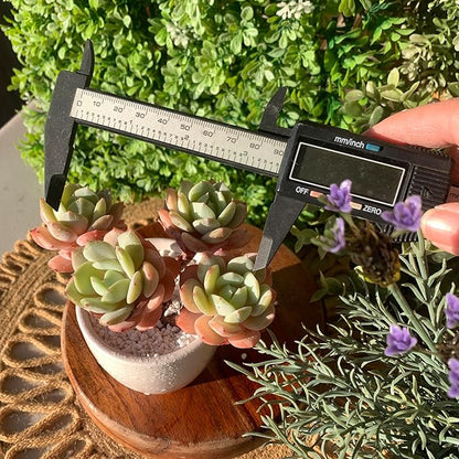 FWPP Live Succulents Plants Echeveria Love Song 3.5 inches,Rare Succulents Bare Root Without Pot Soil, Live Plants Indoor Office Decoration Wedding and Gift