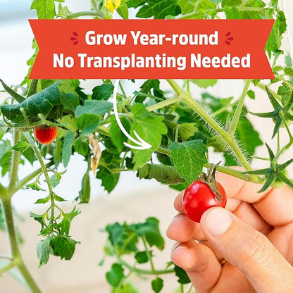 Back to the Roots Cherry Tomato Organic Windowsill Planter Kit - Grows Year Round, Includes Everything Needed For Planting