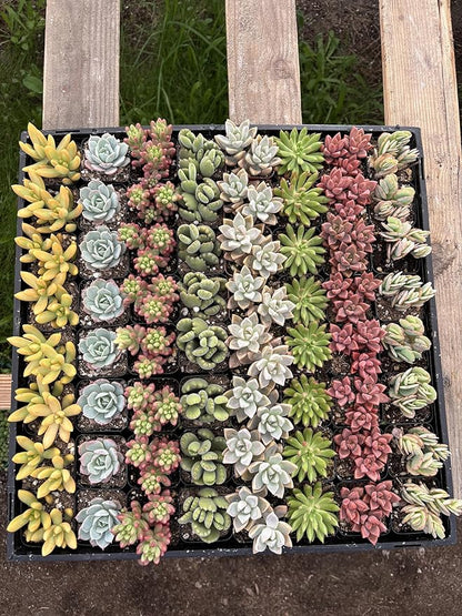Live Succulents Plants Mystery Pack - Variety of Well Rooted Plants in 2 Inch Pots - Real, Small, Assorted Houseplants for Indoor, DIY, Home Decor, Wedding, or Birthday Gifts (64 Pack)