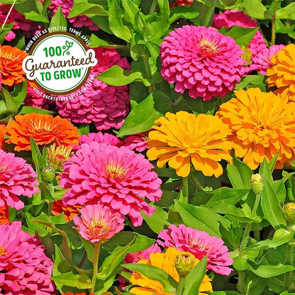 Back to the Roots Organic Zinnia Flower Grow Kit with Plantable Starting Pot Soil and Seeds