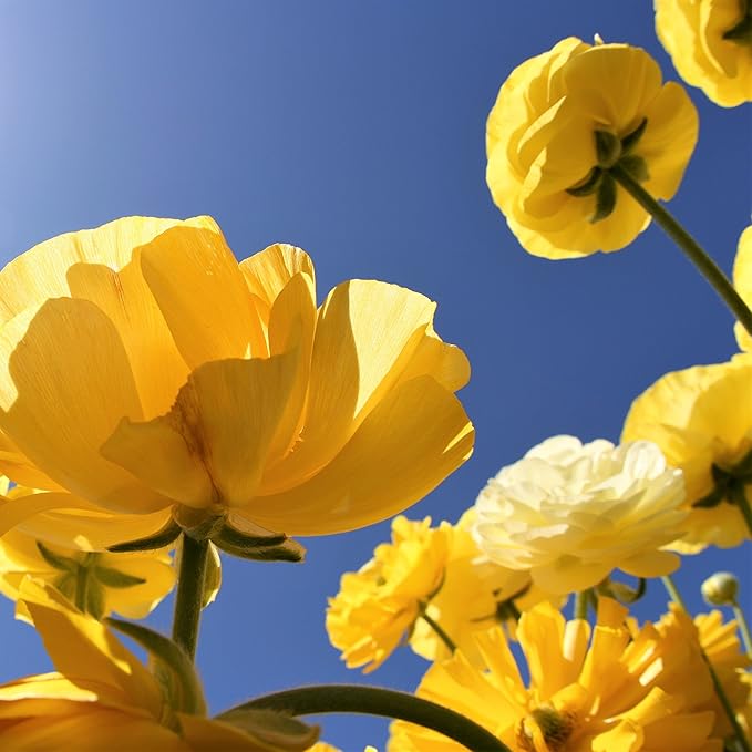 Easy to Grow Ranunculus Tecolote Yellow 10 Plant Bulbs - Sunny Yellow Flowers in Spring Full Sun Outdoor Zones 8-10, Mediterranean Carlsbad Flower Fields