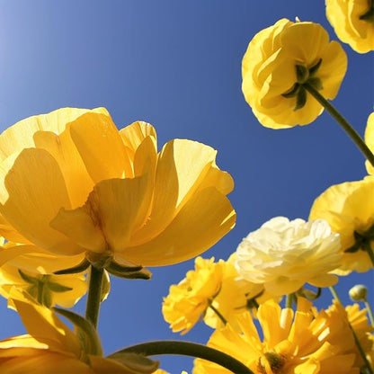 Easy to Grow Ranunculus Tecolote Yellow 10 Plant Bulbs - Sunny Yellow Flowers in Spring Full Sun Outdoor Zones 8-10, Mediterranean Carlsbad Flower Fields