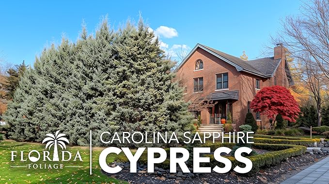Carolina Sapphire | 1 Live Quart Size Tree | Cupressus arizonica 'Carolina Sapphire' | Privacy Screen | Fast-Growing Evergreen Plants for Landscaping