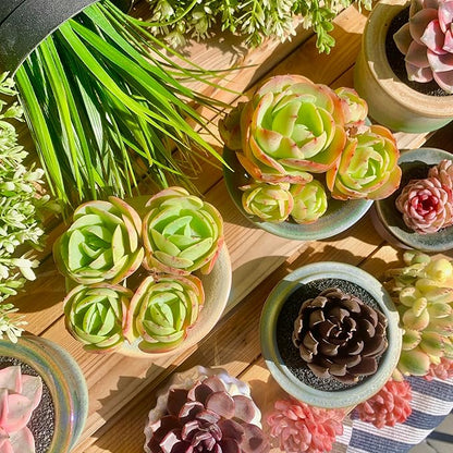 FWPP Live Succulents Plants Echeveria Peach Pride 3 inches,Rare Succulents Bare Root Without Pot Soil, Live Plants Indoor Office Decoration Wedding and Gift