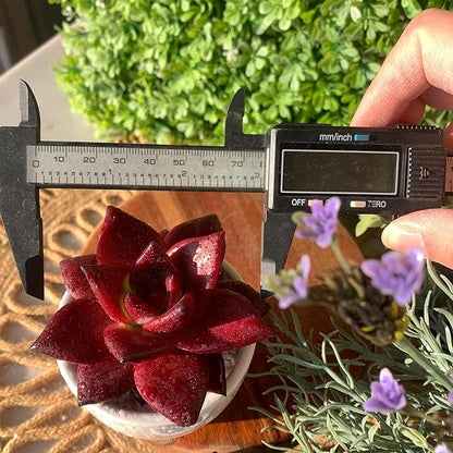 FWPP Live Succulents Plants Echeveria Agavoides v Romeo Rubin 3 inches,Rare red Succulents Bare Root Without Pot Soil, Live Plants Indoor Office Decoration Wedding and Gift