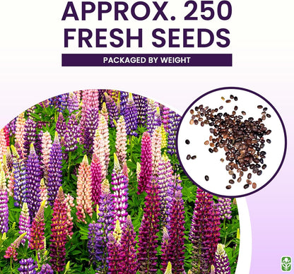 Russell Lupine Seeds Perennial - Grows 40" Tall - Perennial Wildflowers for Winter & Fall Planting - Grown in The USA - 100 Mixed Russell Lupine Seeds for Planting