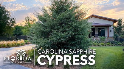 Carolina Sapphire | 10 Live Quart Size Trees | Cupressus arizonica 'Carolina Sapphire' | Privacy Screen | Fast-Growing Evergreen Plants for Landscaping