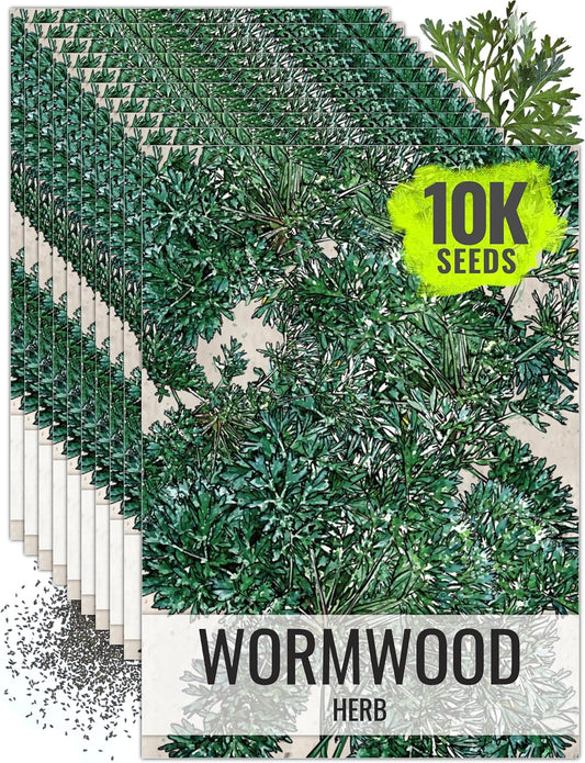 Seed Needs Wormwood Seeds for Planting - Non-GMO, Heirloom & Untreated Perennial Herb - Medicinal Herbs for Digestion & Gut Health (10 Packs)