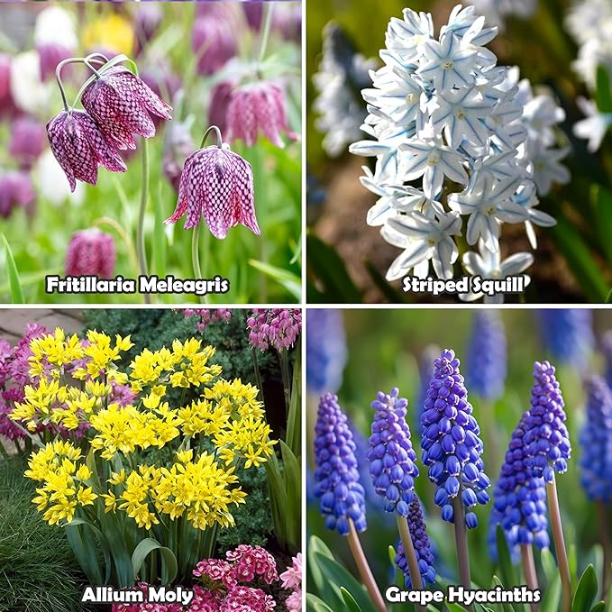 Garden Gem Flowers Collection-100 Bulbs-Featuring 4 Varieties of Flowers-Alliums, Hyacinths, Lily,Squill-Add a Beautiful Pop of Pink, Blue, White, Yellow to Any Landscape-Attracts Butterflies & Bees