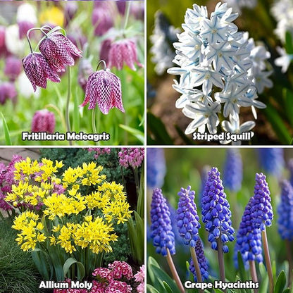 Garden Gem Flowers Collection-100 Bulbs-Featuring 4 Varieties of Flowers-Alliums, Hyacinths, Lily,Squill-Add a Beautiful Pop of Pink, Blue, White, Yellow to Any Landscape-Attracts Butterflies & Bees