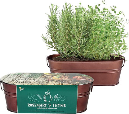 BUZZY Seeds Indoor Herb Garden Kit | Grow Rosemary and Thyme with Non-GMO Seeds | DIY Windowsill Planter Starter Set for Kitchen Countertop, Indoor Gardening, Holiday Gift, Home Decor