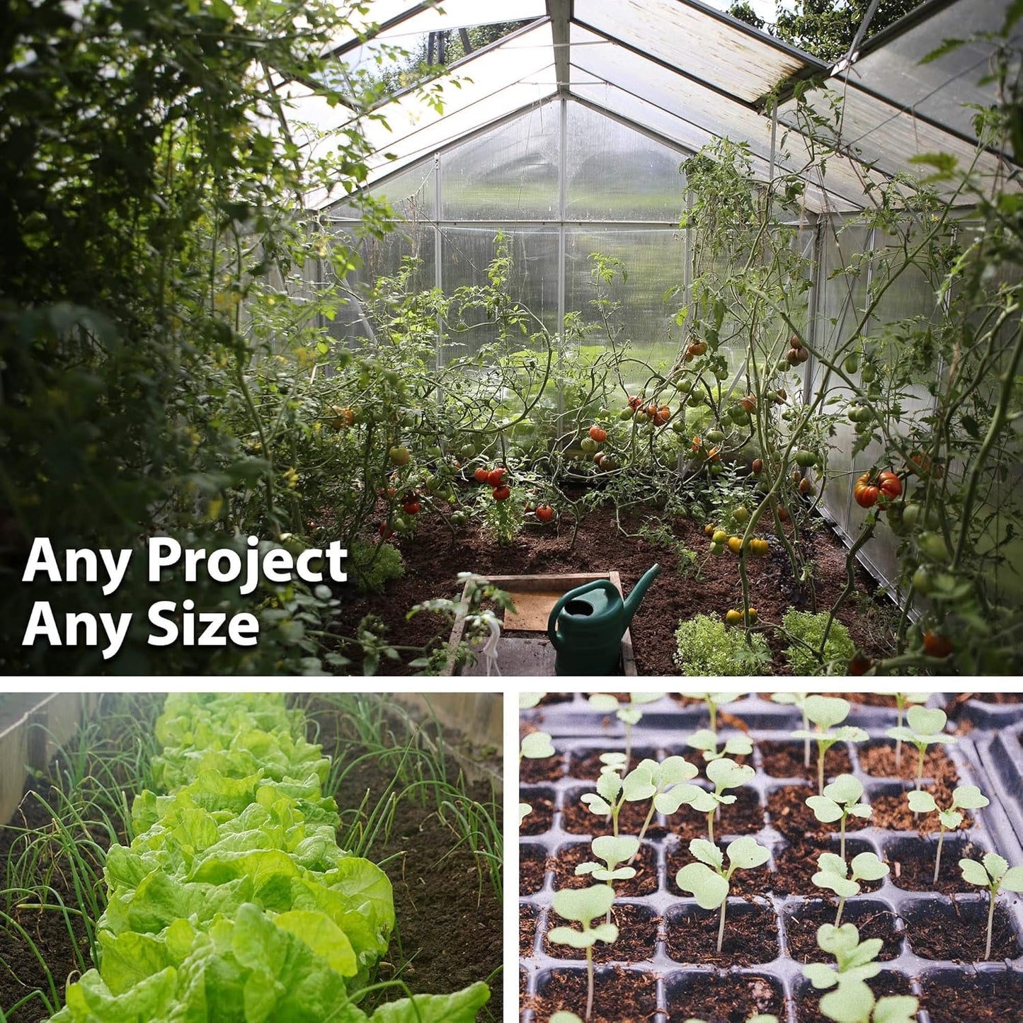 Organic Rosemary Seeds 100 Mg ~77 Seeds – Non-GMO, Heirloom, High Germination – Culinary Herb for Gardens & Pots – Drought-Tolerant Perennial – Used in Cooking, Teas & Aromatic Blends