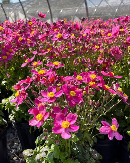Perennial Farm Anemone x Hybrida Fantasy™ 'Red Riding Hood' – Live Windflower in #1 Container, Bright Rose-Pink Blooms, Compact Habit, Long Blooming, Deer Resistant, Great for Borders & Shade Gardens