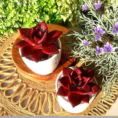 FWPP Live Succulents Plants Echeveria Agavoides v Romeo Rubin 3 inches,Rare red Succulents Bare Root Without Pot Soil, Live Plants Indoor Office Decoration Wedding and Gift