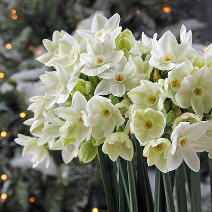 Easy to Grow Narcissus Paperwhite 'NIR' Plant Bulbs (10 Pack) - Large Flower Bulbs for Indoor Forcing at Home, Fragrant Holiday Blooms