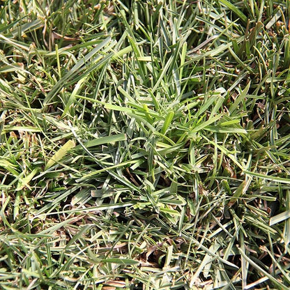 Pennington 100532365 Centipede Grass Seed & Mulch 5 LB, Black Label