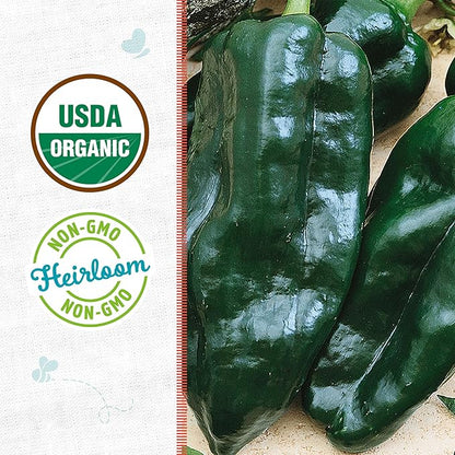 Back to The Roots 100% Organic Heirloom Seeds - Poblano Chili Pepper Value Pack (280mg Total)
