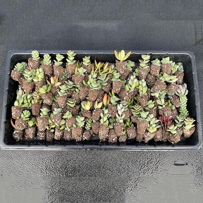 6 Pack Succulent Plants with Root and Soil, Easy to Grow (Assorted Varieties Without Pots)
