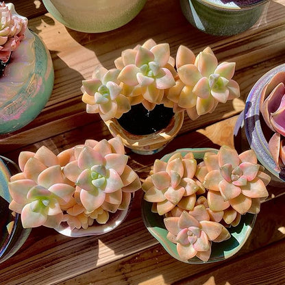 FWPP,Succulents Plants Live Graptoveria Paraguayense Bernalense Variegated, 2-3 Heads 4", Bare Root Without Pot Soil, Garden Indoor Office Desk, Wedding Baby Shower Decoration, Friend Lovers Gifts