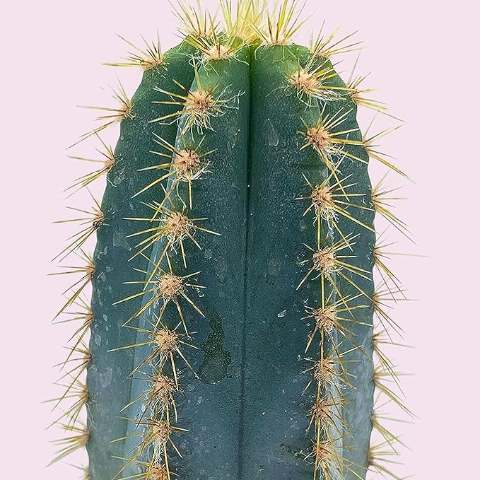 BubbleBlooms Blue Columnar Cactus, Pilosocereus pachycladus Cacti, Column Blue Torch, in a 4 inch Pot