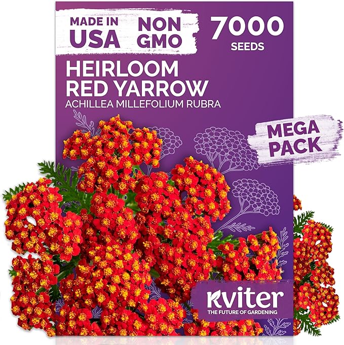 KVITER 7000 Red Yarrow Seeds (Achillea Millefolium Rubra) — Perennial Flower Seeds to Plant Outside, Heirloom & Organic — Native Wildflower Seed for Herb Garden, Beds, Containers & Meadows