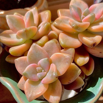 FWPP,Succulents Plants Live Graptoveria Paraguayense Bernalense Variegated, 2-3 Heads 4", Bare Root Without Pot Soil, Garden Indoor Office Desk, Wedding Baby Shower Decoration, Friend Lovers Gifts