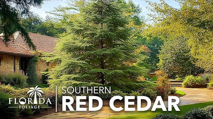 Southern Red Cedar | 10 Live 4 Inch Pots | Juniperus Virginiana Silicicola | Evergreen Privacy Trees | Native Landscape Plants