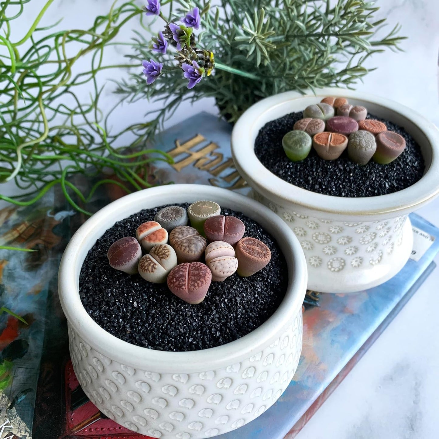 Lithops Large Random Mix Rare Live Succulent Plants, 10 Pcs Succulent Live Plant, Bare Root Without Pot & Soil, Indoor Office Desk Decoration, Friend Plant Lovers Gifts