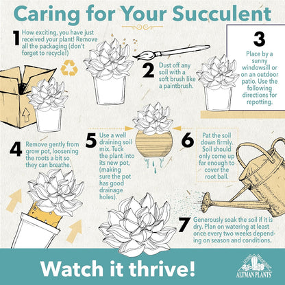 Altman Plants, Live Succulent Plants (20 Pack) Assorted Potted Succulents Plants Live House Plants in Cacti and Succulent Soil Mix, Cactus Plants Live Indoor Plants Live Houseplants in Planter Pots