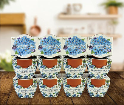 BUZZY Seeds Mini Terracotta Pots 12-Pack Daydream Forget-Me-Not Flowers, All-in-One Seed Starter Kit for Kids and Adults, Indoor Outdoor Gardening Gift, Wedding Favors, Seeds for Planting Flowers