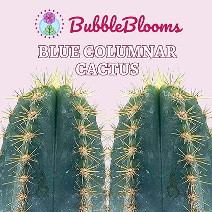 BubbleBlooms Blue Columnar Cactus, Pilosocereus pachycladus Cacti, Column Blue Torch, in a 4 inch Pot