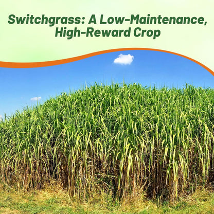Outsidepride Switchgrass Seed - 5 lbs. Perennial Hardy, Drought & Flood Tolerant Native Grass Seed Ideal Fast-Growing Grasses for Erosion Control, Wildlife Forage & Food Plots, Thrives in Poor Soil