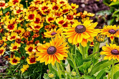 Black Eyed Susan Seeds for Planting, 5000 Seeds, Giving You Beautiful Black Eyed Susan Flowers, Non-GMO, Heirloom Seed Varieties