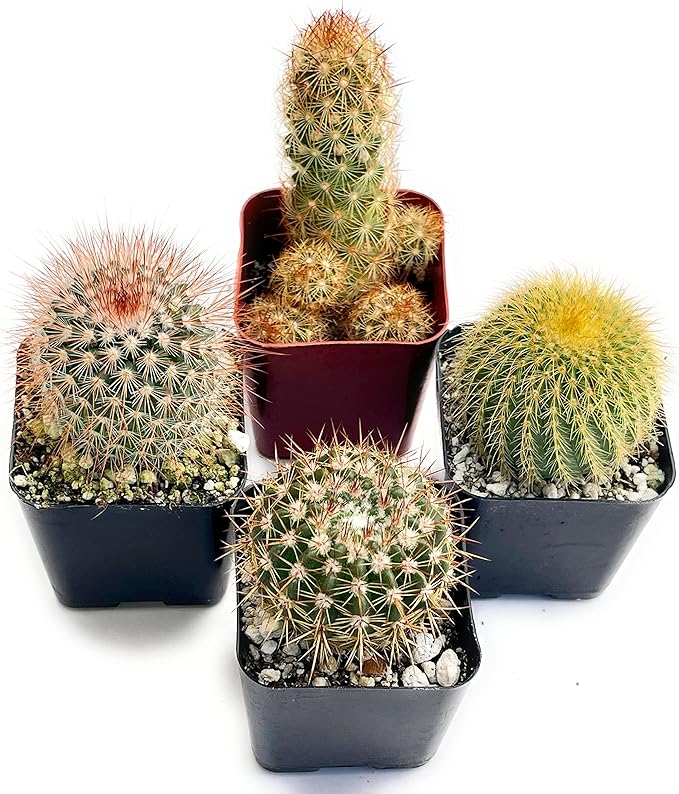 Fatplants Mini Cactus Plants Live Plants (4 Pack), Cactus Plant Indoor Live Plants, Cacti Plants Live Cactus Decor, Succulents Plants Live Houseplants, Mini Cactus Gifts in Cactus Soil Potting Mix