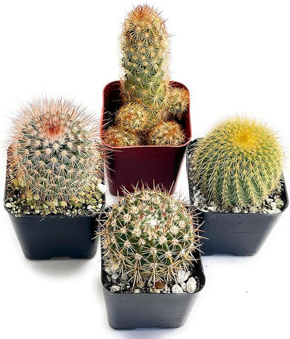 Fatplants Mini Cactus Plants Live Plants (4 Pack), Cactus Plant Indoor Live Plants, Cacti Plants Live Cactus Decor, Succulents Plants Live Houseplants, Mini Cactus Gifts in Cactus Soil Potting Mix