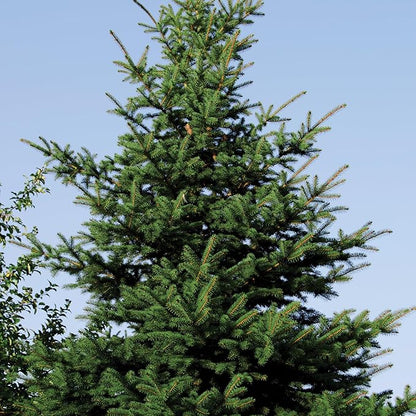 Norway Spruce Tree Seedlings | 6"-12" | Arbor Day Foundation (5-Pack)