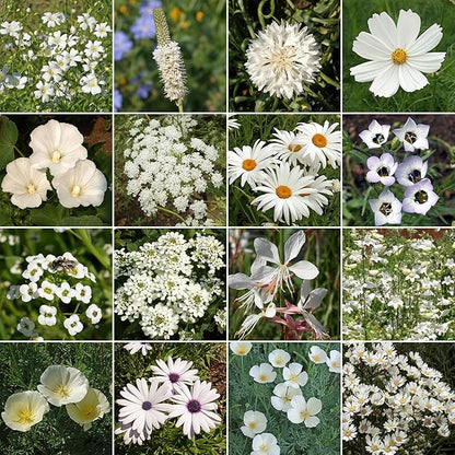 Ferry-Morse White Mix Bulk Flower Seeds, 1lb