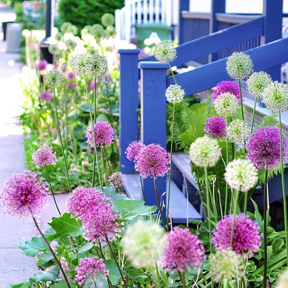 Garden State Bulb Wild About Mixed Allium Flower Bulbs, 10/12cm, Fall Planting (Bag of 25)