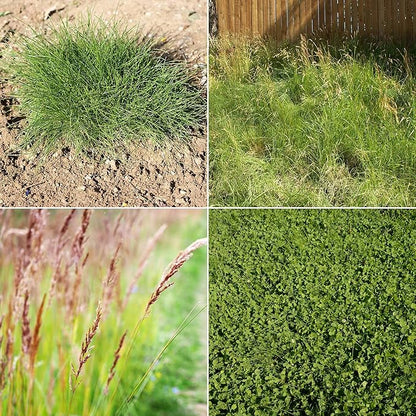 Ferry-Morse EcoEase Microclover and Fescue Low Maintenance Ground Cover Grass Seed Mix, 1lb