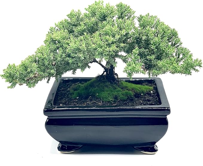 Live Dwarf Juniper Bonsai Tree | Indoor/Outdoor | 100% Handcrafted| Home and Office Décor | Best Gift for Holiday (L)