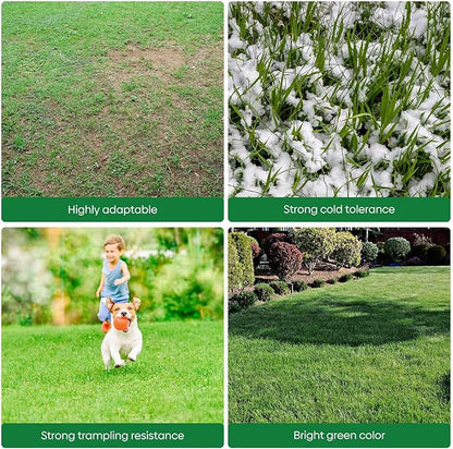 Winter Rye Seeds, 3lbs Non-GMO Cover Crop Seeds, Annual Secale Cereale to Plant for Lawn Alternative, Rye Grass Seed Grown in The USA